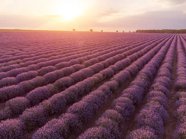 Aerial View Lavender Fields Sunset Summer Day Natural Color Filters — Stock fotografie