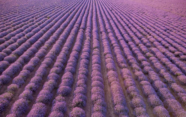 Aerial View Lavender Fields Sunset Summer Day Natural Color Filters — Stock fotografie