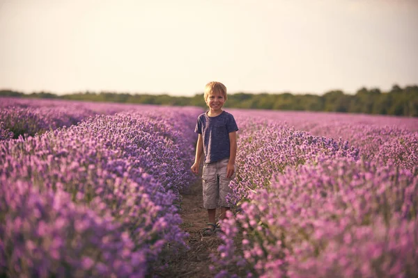 Boy Big Lavender Summer Field Sunset — Stockfoto