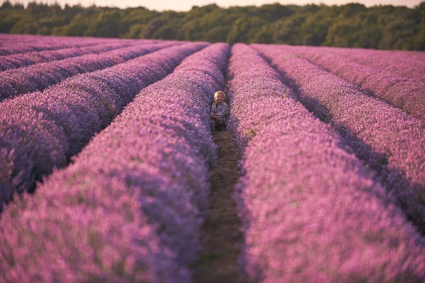 Boy Big Lavender Summer Field Sunset — Stock fotografie