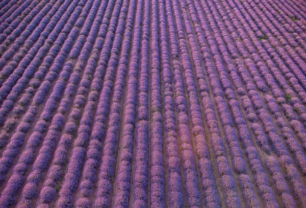 aerial view of lavender fields at sunset at summer day, natural color no filters