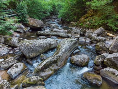 Aerial top view of a stream in the forest in Rhodope Mountains near the town of Devin.