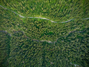 aerial top view of a coniferous forest through which a winding road passes in the mountains
