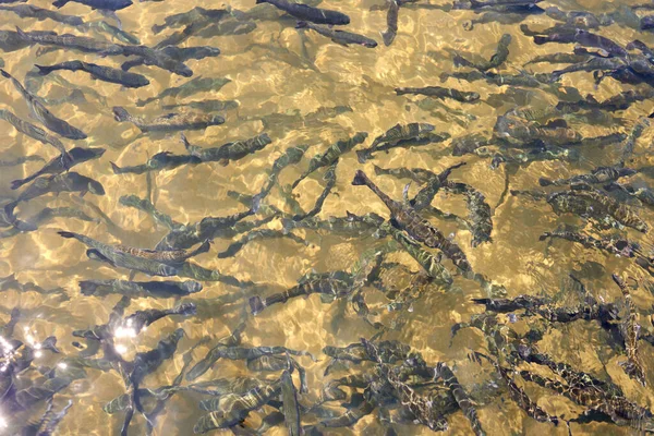 Trout Fish Artificial Pond Farm Breeding Trout Food Industry Close — Foto Stock