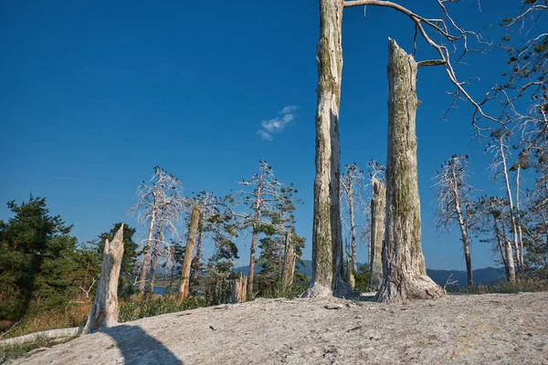 Colony Cormorants Dead Pine Trees Nest Place Cormorant Birds Birds — Stockfoto