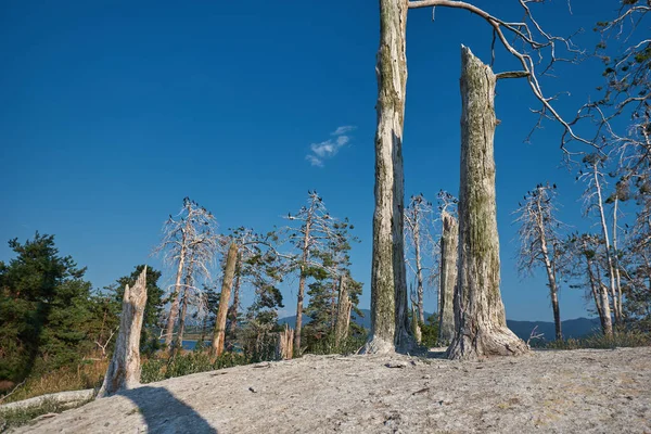 Colony Cormorants Dead Pine Trees Nest Place Cormorant Birds Birds — 스톡 사진