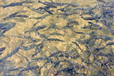 trout fish in an artificial pond in a farm. Breeding of trout for food industry close up.