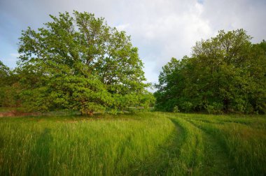 Green grass meadow with tree background at summer day