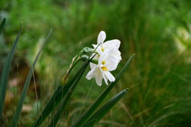 Çiçek açan narsis çiçekleri. Bahar çiçekleri arka planı