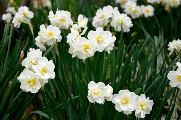 Blühende Narzissenblüten Frühling Blumen Hintergrund — Stockfoto