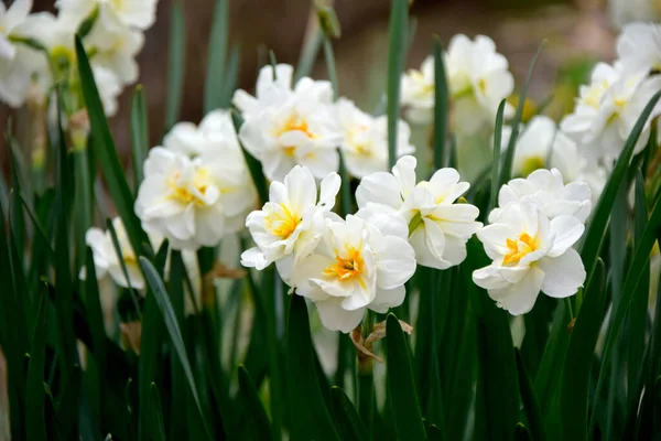 Blooming Narcissus Flowers Spring Flowers Background — Stock Photo, Image