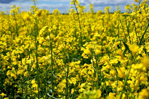 Kolza çekirdeği tarlası. Lanet kanola tarlası. Sarı çiçekler.