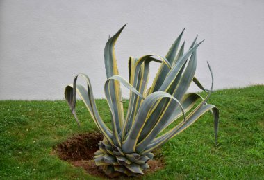 Bahçede bağışlandı. Yaz bahçesindeki çimlerin yanında. Agave bitkisi