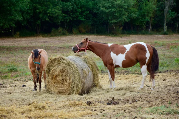 Caballos Pastando Una Granja Istria Croacia Caballos Una Granja — Foto de Stock