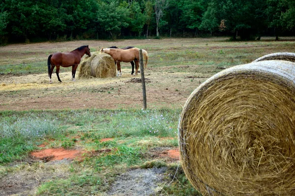 Koně Pasoucí Farmě Istrie Chorvatsko Koně Farmě — Stock fotografie