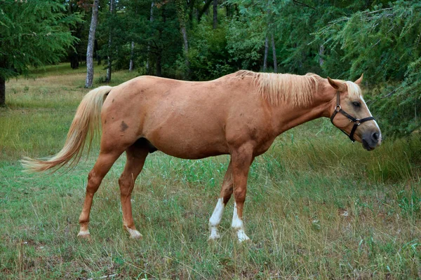 Koňská Pastvina Hnědý Kůň Zelené Louce — Stock fotografie