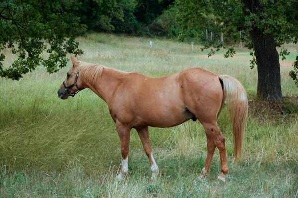 Hästbetesmark Brun Häst Grön Äng — Stockfoto