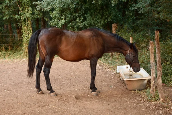 Paard Drinkwater Paard Het Veld Paardenfokkerij Platteland — Stockfoto