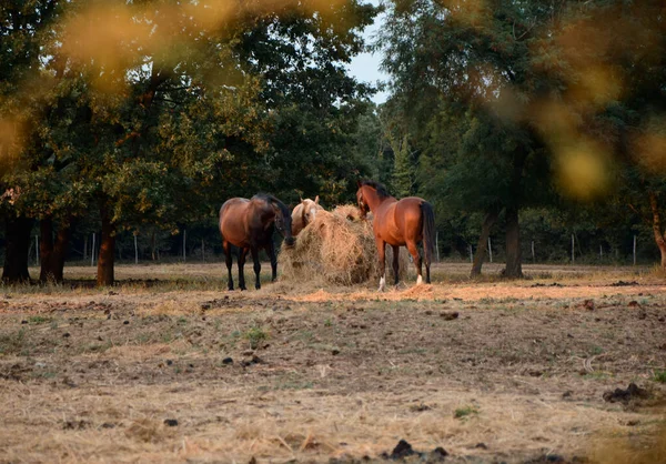 Hästgård Hästar Betar — Stockfoto