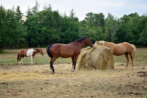 Çiftliği Atlar Otluyor — Stok fotoğraf