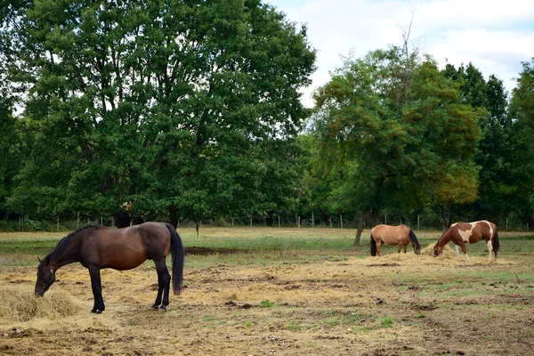 Granja Caballos Caballos Pastando — Foto de Stock