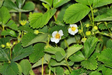 Çiçek Bahçe çilek