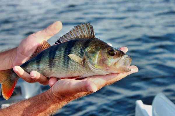 balığı levrek el balıkçı içinde yakaladı.