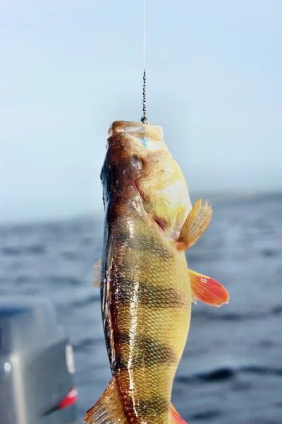 Fish caught on a hook perch — Stock Photo, Image