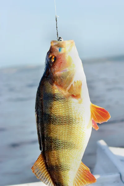 Perch on the hook — Stock Photo, Image