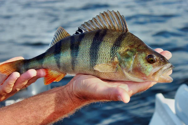 Perch caught in the hand of the fisherman — Stock Photo, Image