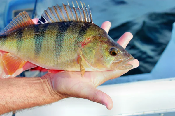 Perch caught in the hand — Stock Photo, Image