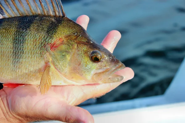 Perch caught in the hand of the fisherman — Stock Photo, Image