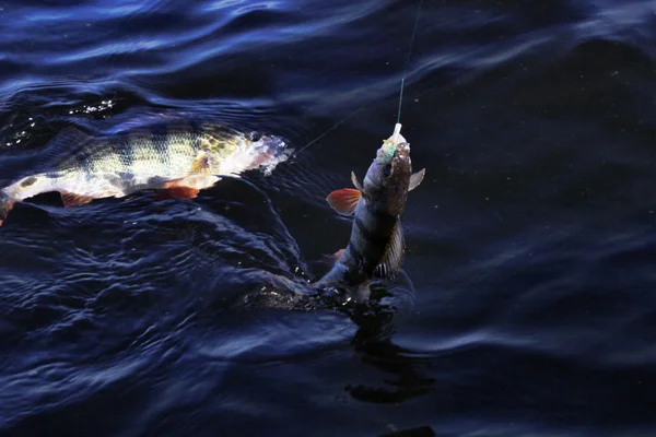 Einen Fisch im Wasser gefangen — Stockfoto