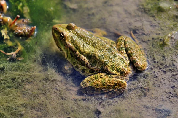 Green frog in water — Stock Photo, Image