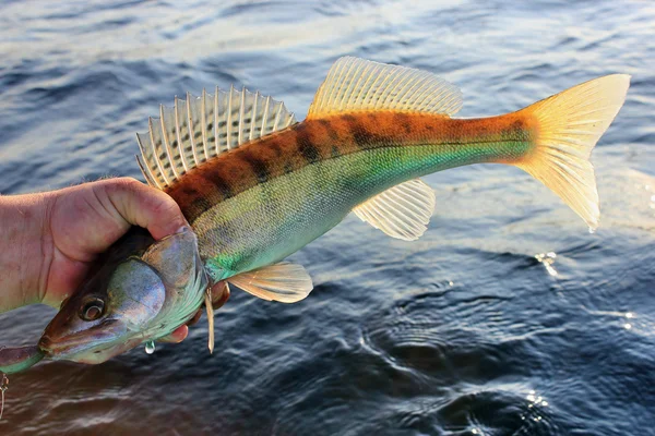 Fish in hand fisherman — Stock Photo, Image