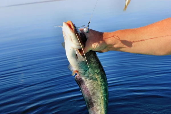 Yayın balığı, el balıkçı balık