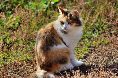 kedi uzakta görünüyor