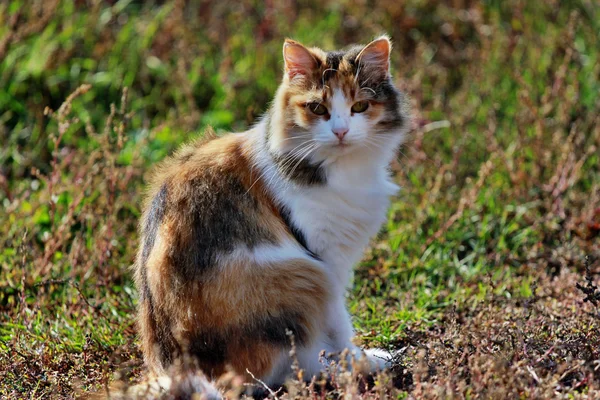 güzel üç renk kedi doğa üzerinde oturur