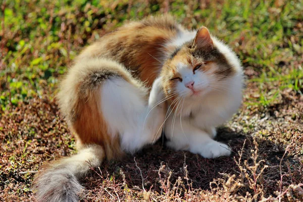 Gato bonito na natureza — Fotografia de Stock