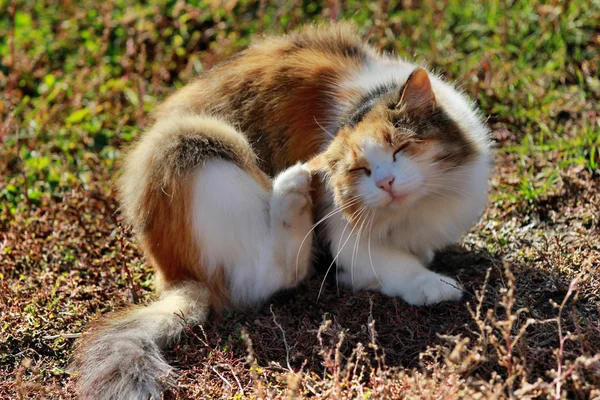 Cat outdoors with eyes closed — Stock Photo, Image