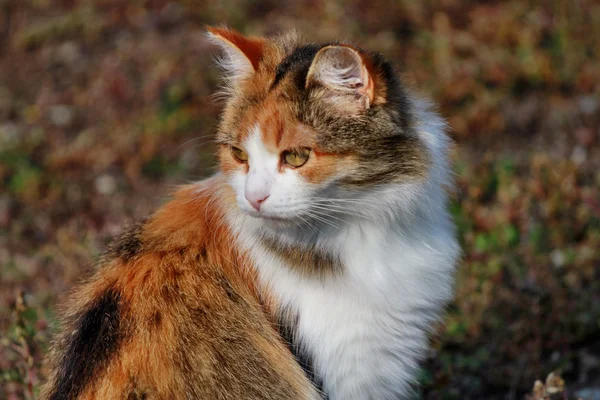 Fluffy tricolor cat — Stock Photo, Image