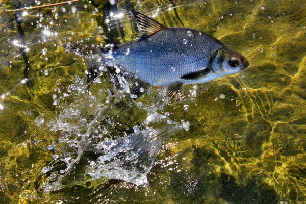 Dorada de pescado en el agua —  Fotos de Stock