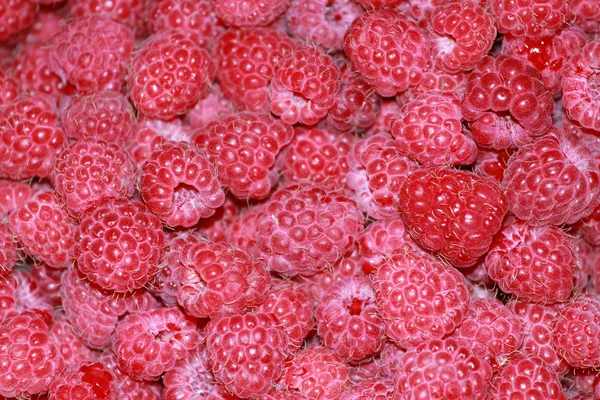 Raspberries — Stock Photo, Image