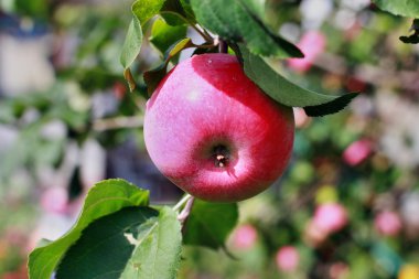 Elma dalında kırmızı elmalar