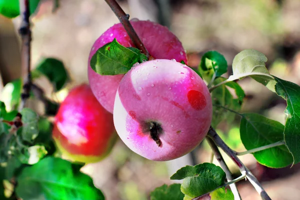Ripe apples on a branch — Stock Photo, Image