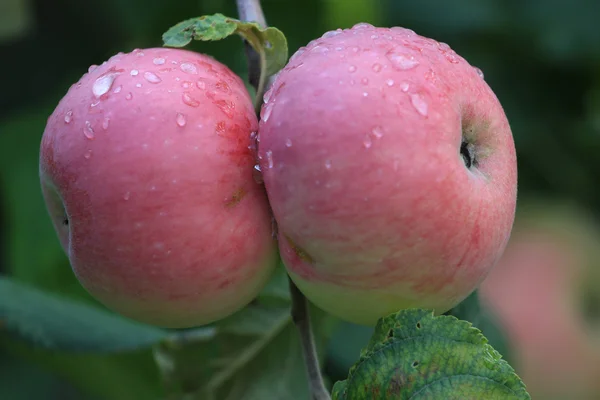 Två röda äpplen på en gren efter regn — Stockfoto