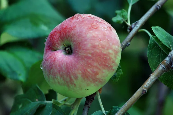 Red apple after rain — Stock Photo, Image