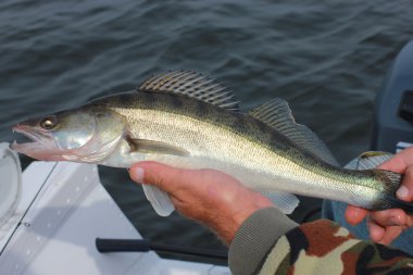 Balık walleye balıkçı elinde