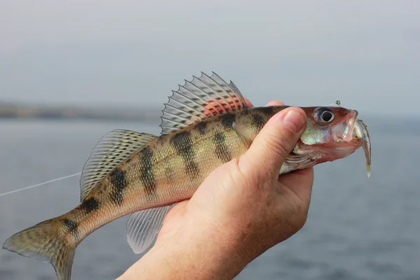 Fisch in der Hand Fischer — Stockfoto