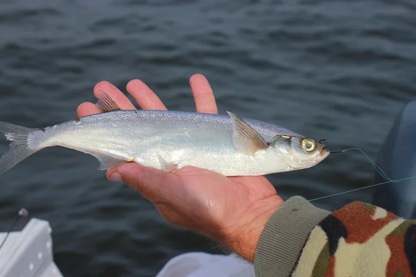 Pesce in mano pescatore sabrefish — Foto Stock